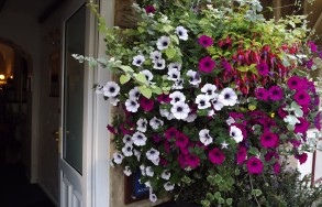 blooms 1
