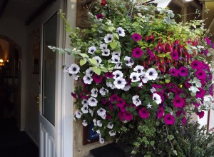 blooms 1