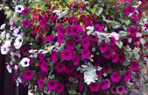 blooms 2